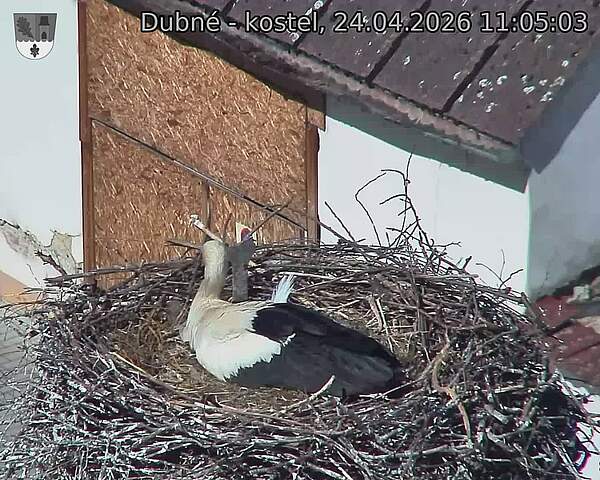 Capi_Dubne_20260424_110503.jpg (1350&nbsp;x&nbsp;1080)