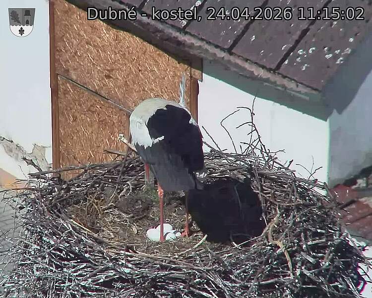 Capi_Dubne_20260424_111502.jpg (1350&nbsp;x&nbsp;1080)