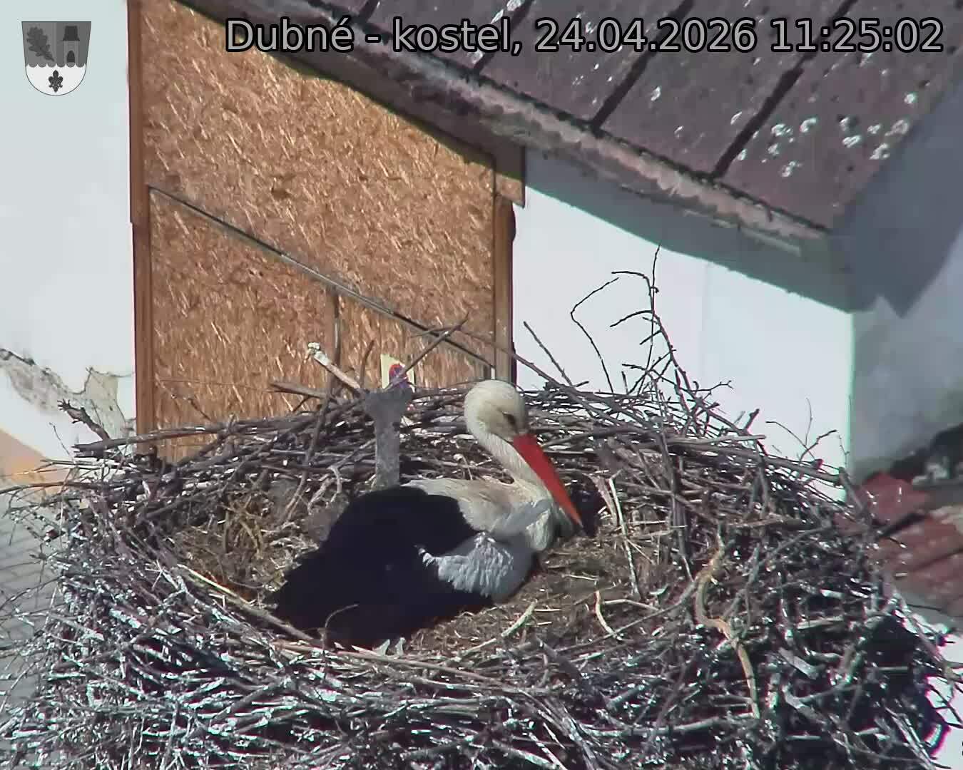 Capi_Dubne_20260424_112502.jpg (1350&nbsp;x&nbsp;1080)