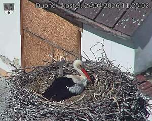 Capi_Dubne_20260424_112502.jpg (1350&nbsp;x&nbsp;1080)