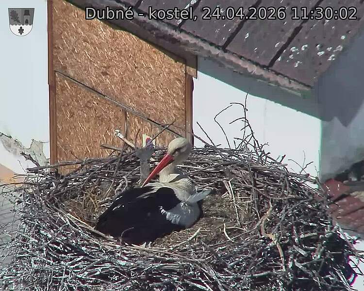 Capi_Dubne_20260424_113002.jpg (1350&nbsp;x&nbsp;1080)