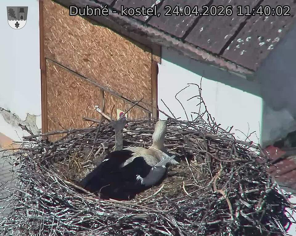 Capi_Dubne_20260424_114002.jpg (1350&nbsp;x&nbsp;1080)