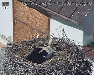 Capi_Dubne_20260424_114002.jpg (1350&nbsp;x&nbsp;1080)