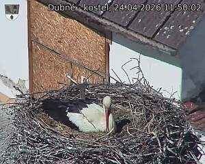 Capi_Dubne_20260424_115002.jpg (1350&nbsp;x&nbsp;1080)