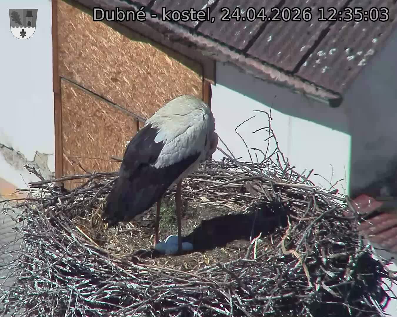 Capi_Dubne_20260424_123503.jpg (1350&nbsp;x&nbsp;1080)