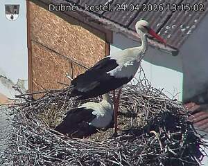 Capi_Dubne_20260424_131502.jpg (1350&nbsp;x&nbsp;1080)