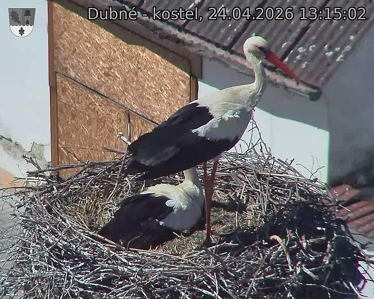 Capi_Dubne_20260424_131502.jpg (1350&nbsp;x&nbsp;1080)