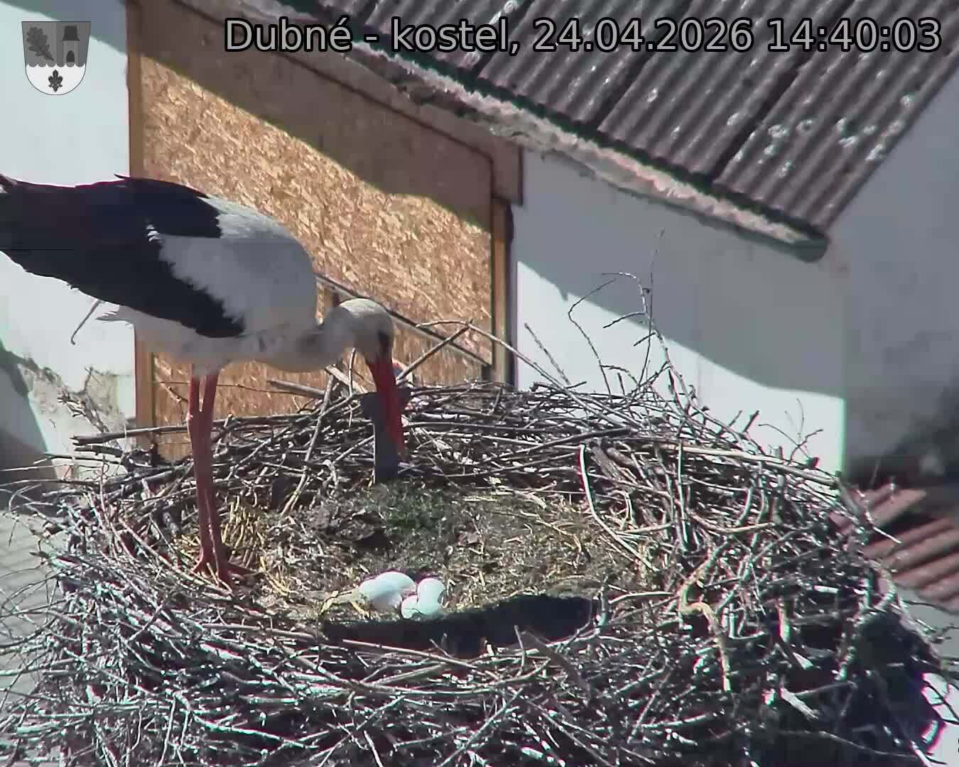 Capi_Dubne_20260424_144003.jpg (1350&nbsp;x&nbsp;1080)