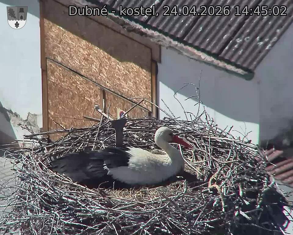 Capi_Dubne_20260424_144502.jpg (1350&nbsp;x&nbsp;1080)