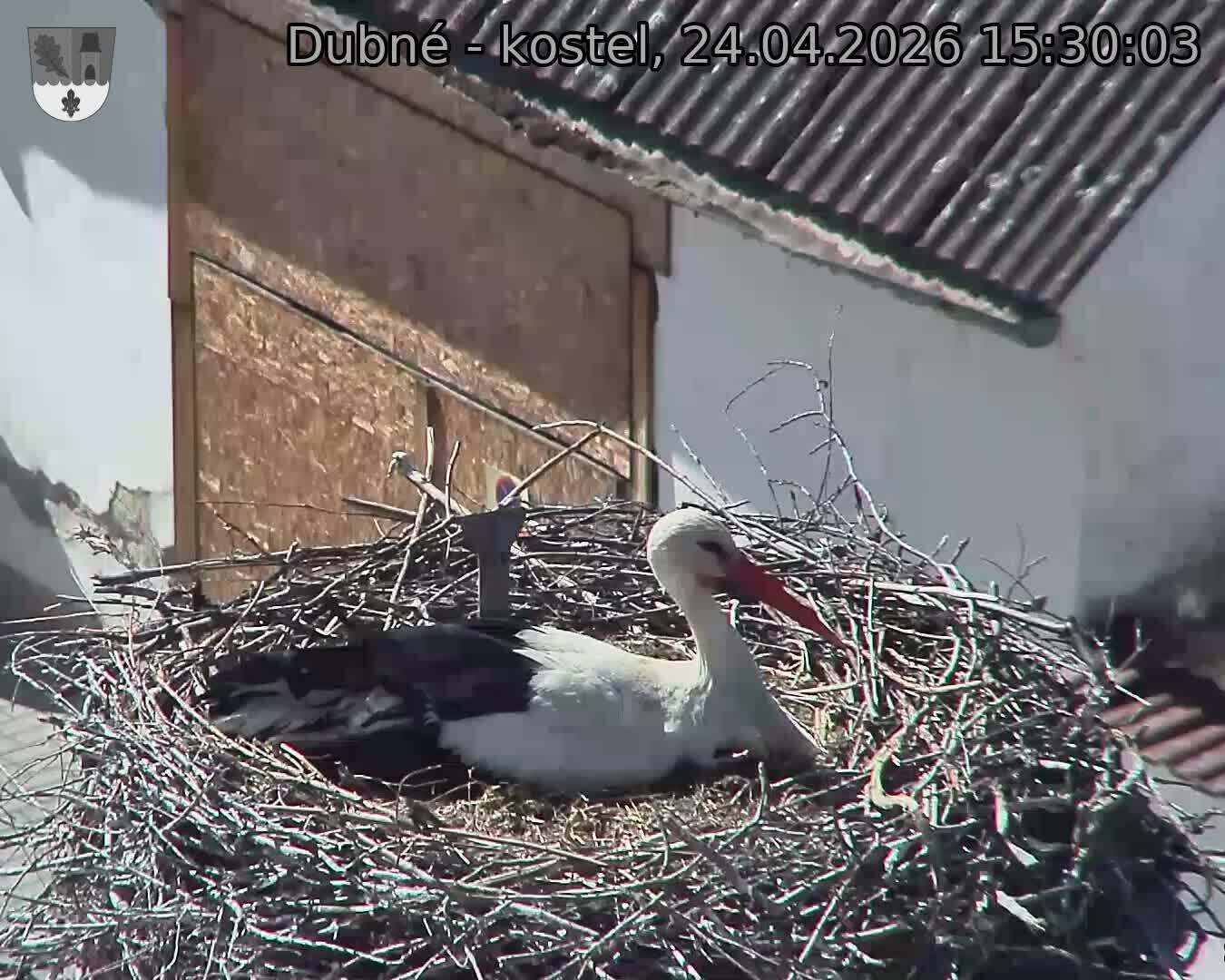 Capi_Dubne_20260424_153003.jpg (1350&nbsp;x&nbsp;1080)