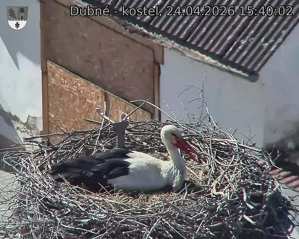 Capi_Dubne_20260424_154002.jpg (1350&nbsp;x&nbsp;1080)