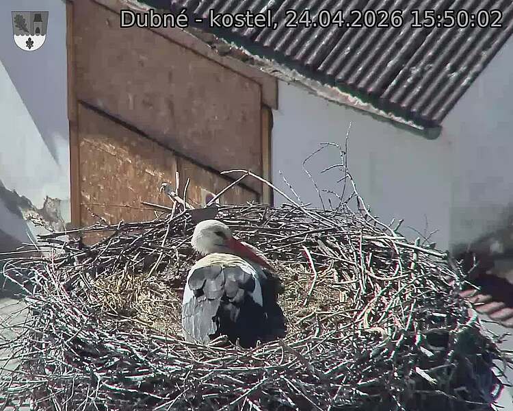 Capi_Dubne_20260424_155002.jpg (1350&nbsp;x&nbsp;1080)