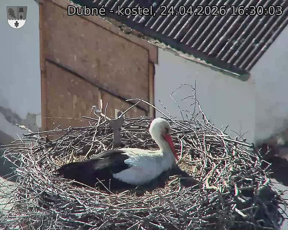 Capi_Dubne_20260424_163003.jpg (1350&nbsp;x&nbsp;1080)