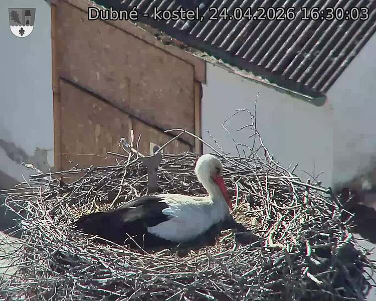 Capi_Dubne_20260424_163003.jpg (1350&nbsp;x&nbsp;1080)