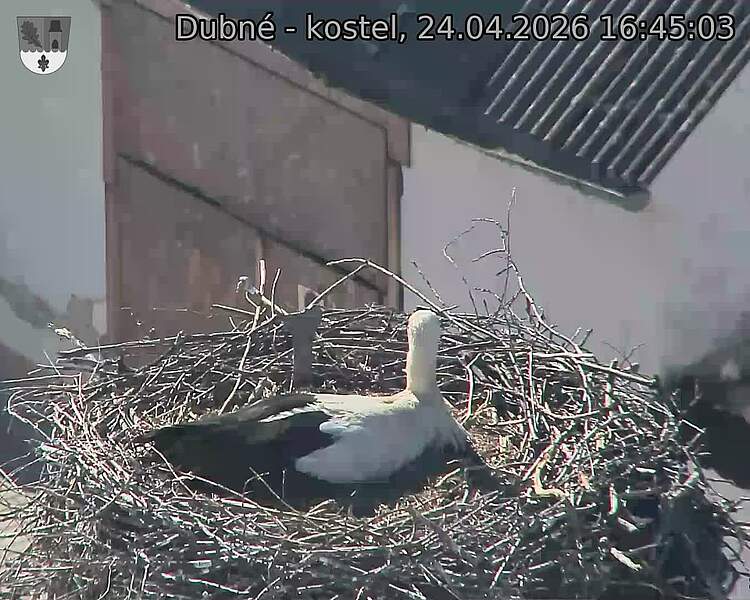 Capi_Dubne_20260424_164503.jpg (1350&nbsp;x&nbsp;1080)