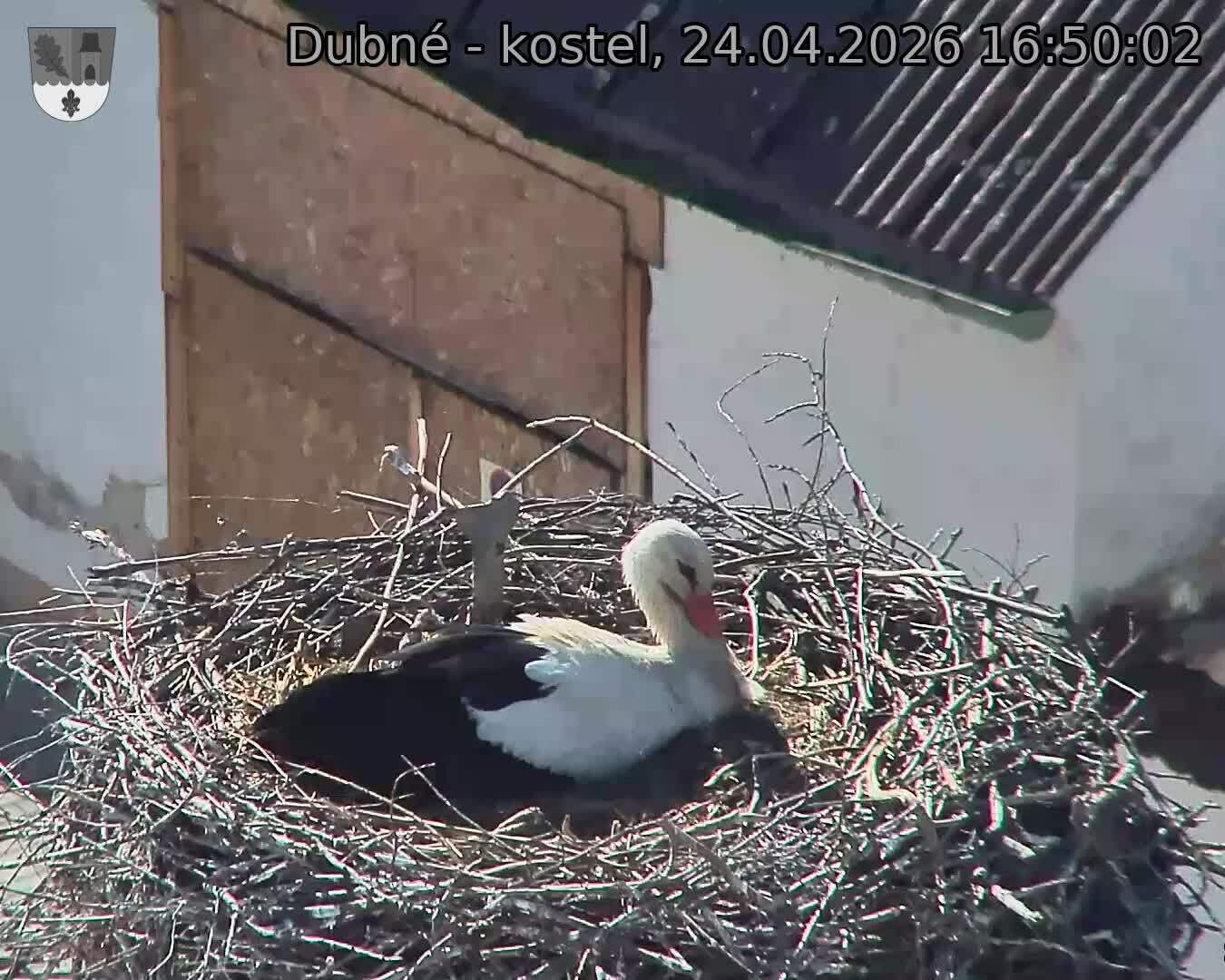 Capi_Dubne_20260424_165002.jpg (1350&nbsp;x&nbsp;1080)