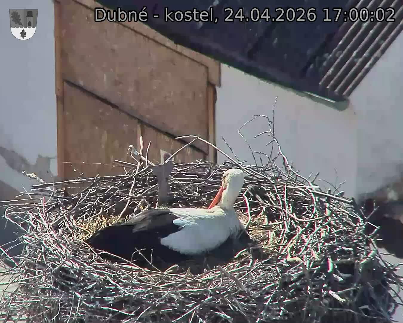 Capi_Dubne_20260424_170002.jpg (1350&nbsp;x&nbsp;1080)