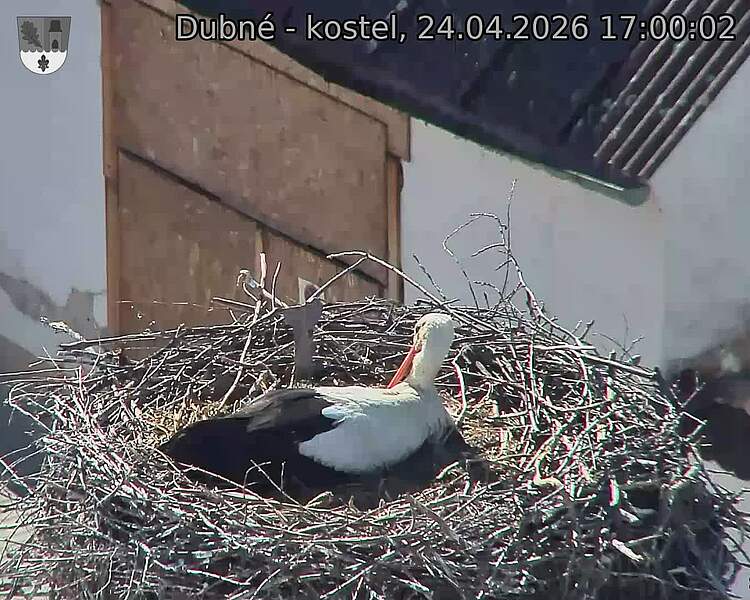 Capi_Dubne_20260424_170002.jpg (1350&nbsp;x&nbsp;1080)