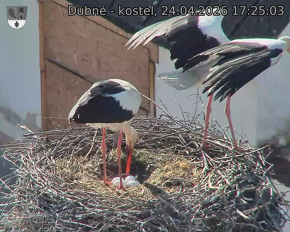 Capi_Dubne_20260424_172503.jpg (1350&nbsp;x&nbsp;1080)