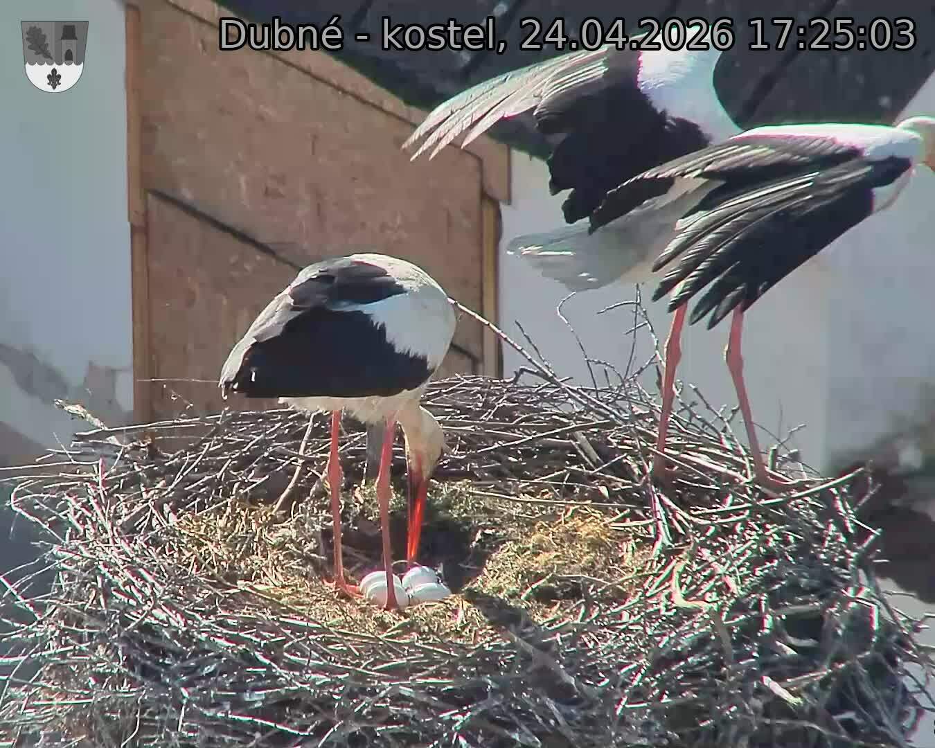 Capi_Dubne_20260424_172503.jpg (1350&nbsp;x&nbsp;1080)