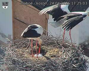 Capi_Dubne_20260424_172503.jpg (1350&nbsp;x&nbsp;1080)