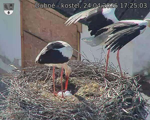 Capi_Dubne_20260424_172503.jpg (1350&nbsp;x&nbsp;1080)