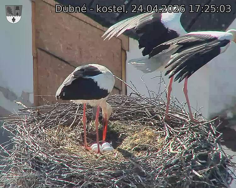 Capi_Dubne_20260424_172503.jpg (1350&nbsp;x&nbsp;1080)