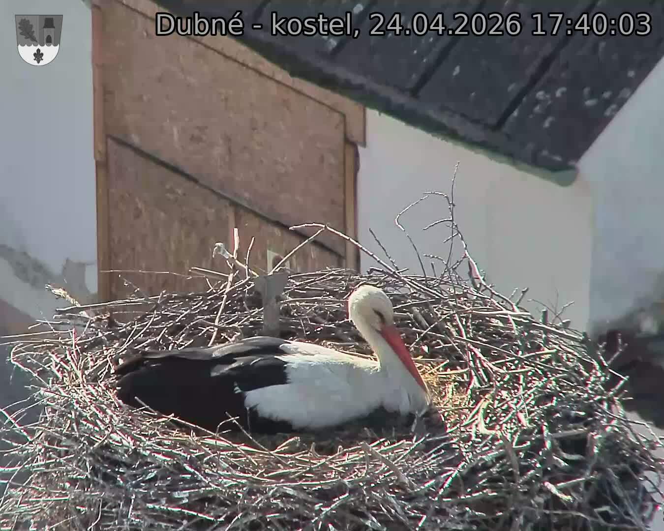 Capi_Dubne_20260424_174003.jpg (1350&nbsp;x&nbsp;1080)