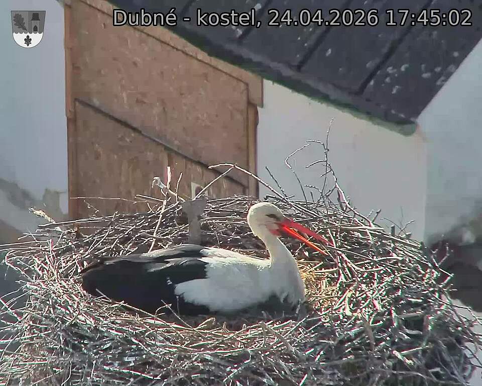 Capi_Dubne_20260424_174502.jpg (1350&nbsp;x&nbsp;1080)