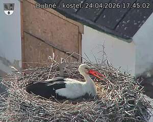 Capi_Dubne_20260424_174502.jpg (1350&nbsp;x&nbsp;1080)