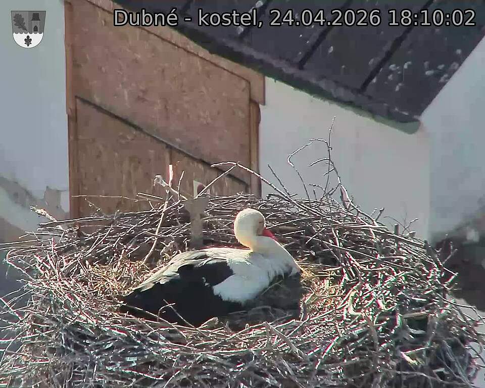 Capi_Dubne_20260424_181002.jpg (1350&nbsp;x&nbsp;1080)