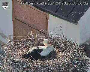 Capi_Dubne_20260424_181002.jpg (1350&nbsp;x&nbsp;1080)