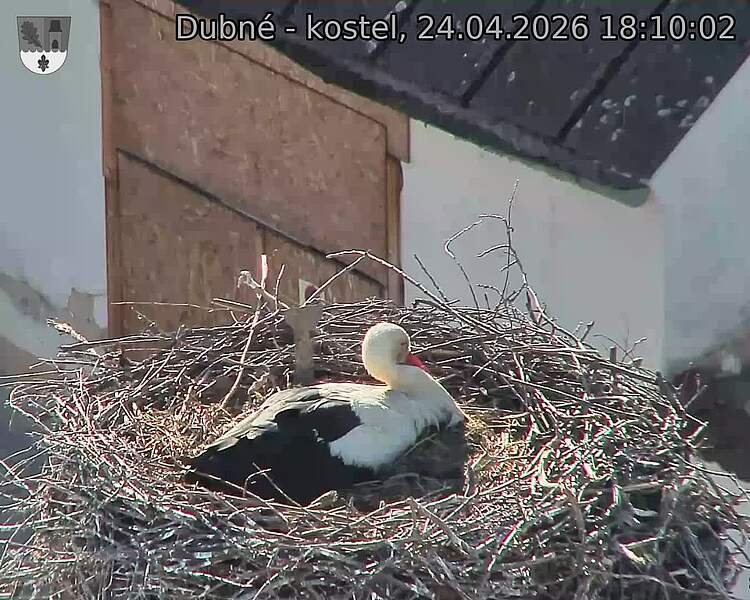 Capi_Dubne_20260424_181002.jpg (1350&nbsp;x&nbsp;1080)