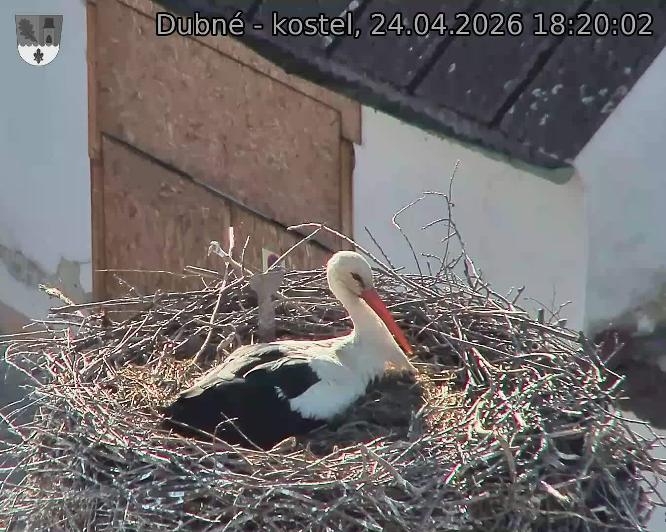 Capi_Dubne_20260424_182002.jpg (1350&nbsp;x&nbsp;1080)