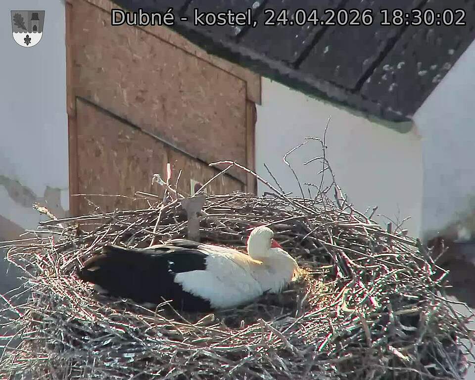 Capi_Dubne_20260424_183002.jpg (1350&nbsp;x&nbsp;1080)