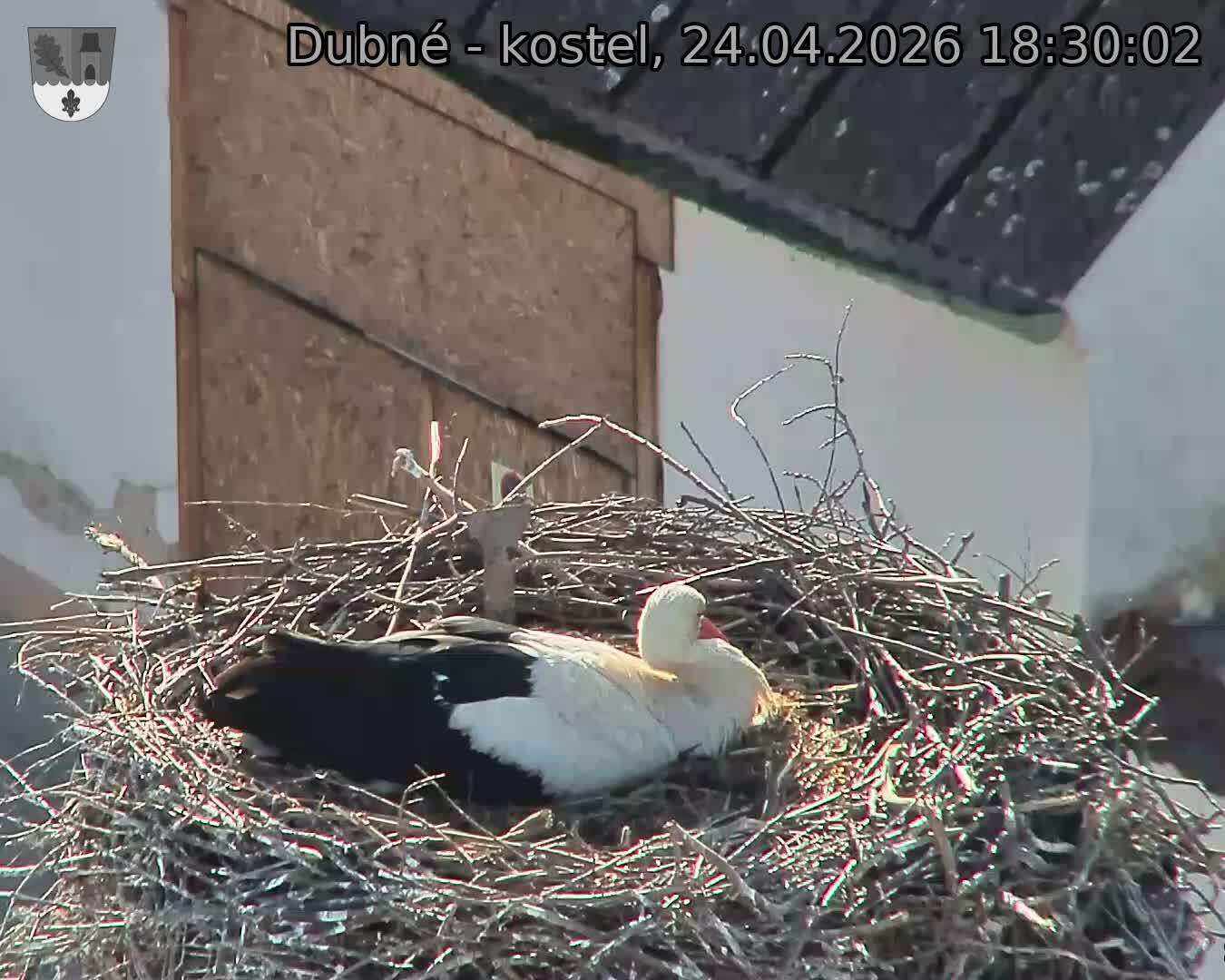 Capi_Dubne_20260424_183002.jpg (1350&nbsp;x&nbsp;1080)