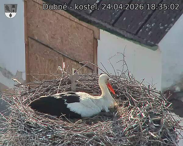 Capi_Dubne_20260424_183502.jpg (1350&nbsp;x&nbsp;1080)