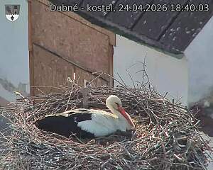 Capi_Dubne_20260424_184003.jpg (1350&nbsp;x&nbsp;1080)