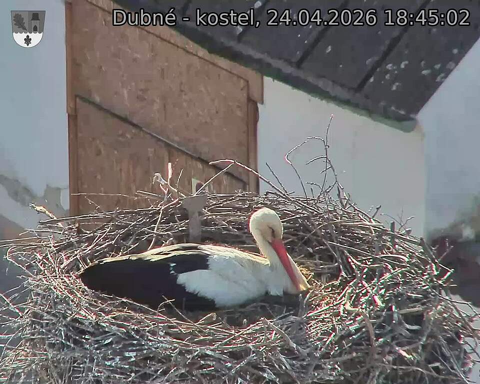 Capi_Dubne_20260424_184502.jpg (1350&nbsp;x&nbsp;1080)