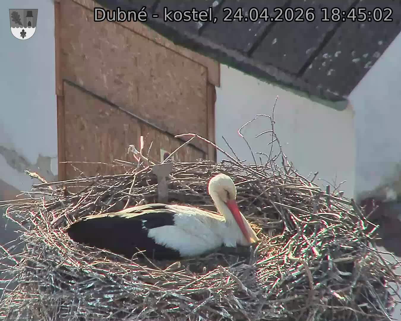 Capi_Dubne_20260424_184502.jpg (1350&nbsp;x&nbsp;1080)