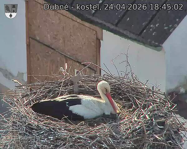 Capi_Dubne_20260424_184502.jpg (1350&nbsp;x&nbsp;1080)