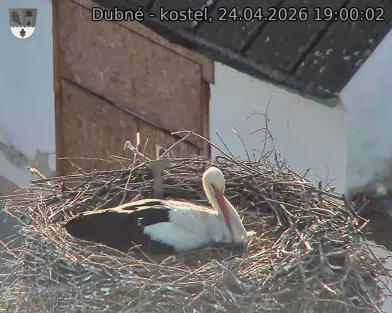 Capi_Dubne_20260424_190002.jpg (1350&nbsp;x&nbsp;1080)