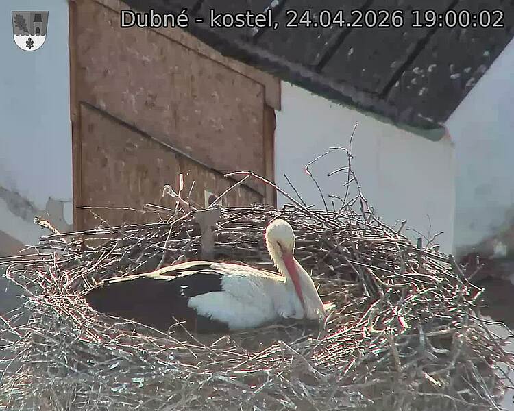 Capi_Dubne_20260424_190002.jpg (1350&nbsp;x&nbsp;1080)