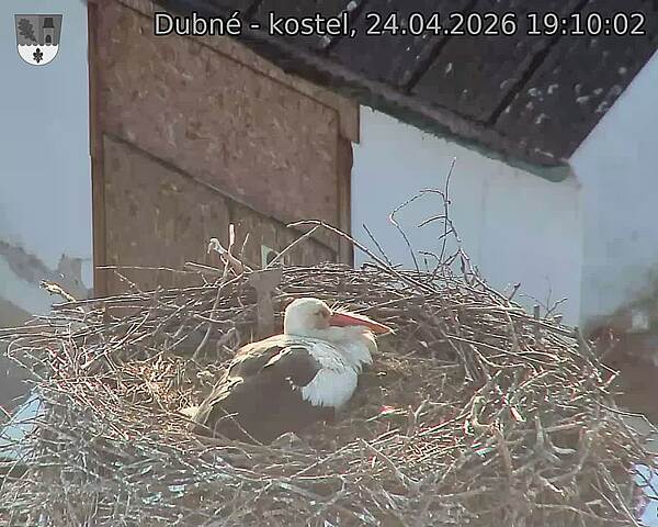 Capi_Dubne_20260424_191002.jpg (1350&nbsp;x&nbsp;1080)