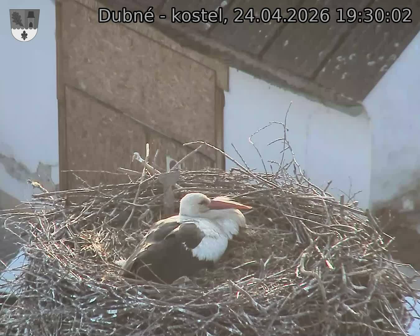 Capi_Dubne_20260424_193002.jpg (1350&nbsp;x&nbsp;1080)