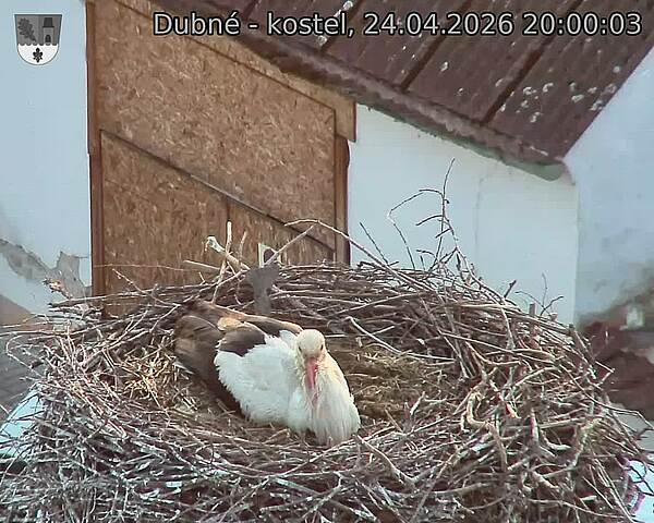 Capi_Dubne_20260424_200003.jpg (1350&nbsp;x&nbsp;1080)