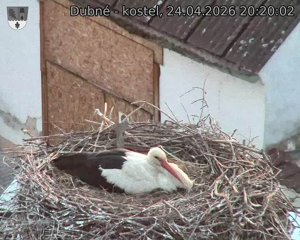 Capi_Dubne_20260424_202002.jpg (1350&nbsp;x&nbsp;1080)