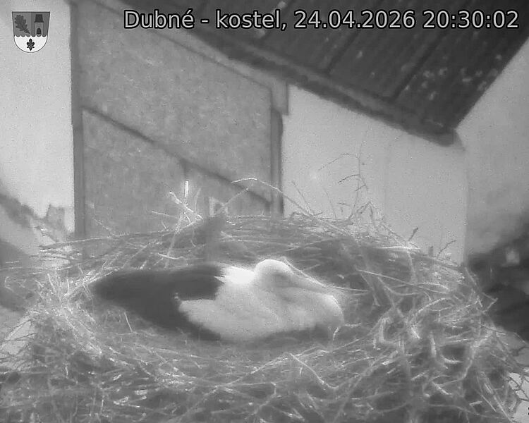 Capi_Dubne_20260424_203002.jpg (1350&nbsp;x&nbsp;1080)