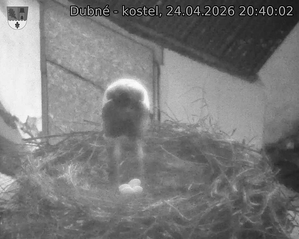 Capi_Dubne_20260424_204002.jpg (1350&nbsp;x&nbsp;1080)