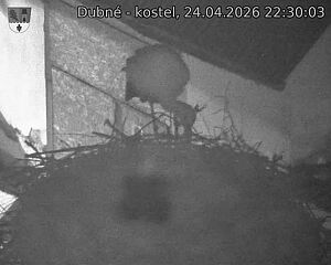 Capi_Dubne_20260424_223003.jpg (1350&nbsp;x&nbsp;1080)